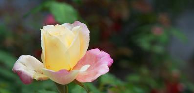 Rosa flower bud in Garden