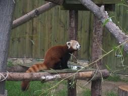 Red Panda NyÃ­regyhÃ¡za