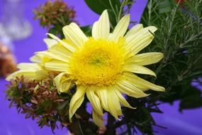 Flower Mum Yellow blue sky