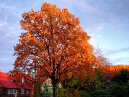 Autumn Tree Emerge in park