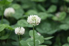 Clover Outdoor Small