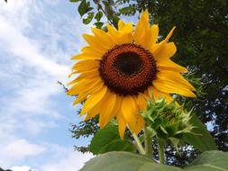 Flowers Sunflower