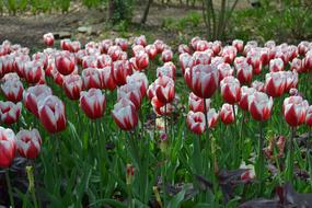 lot of red and white Tulips on Flower bed