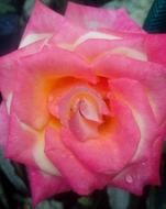 macro photo view of Rose in Garden