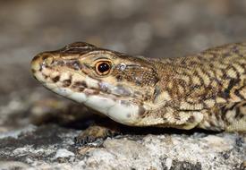 wild Reptiles Lizard Podarcis