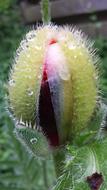Open Poppy green