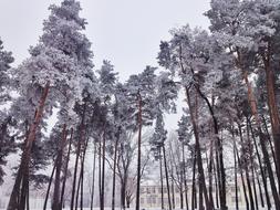 Winter Schnee forest