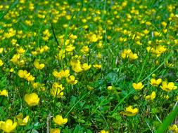 Buttercup Flower Meadow