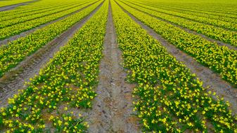 field of yellow daffodils close up