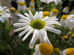 White Daisy Flowers field