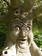 Tree Face