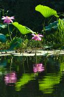 lotus flowers on the pond near the shore