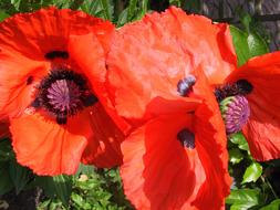 bright poppies in the garden on a sunny day close up