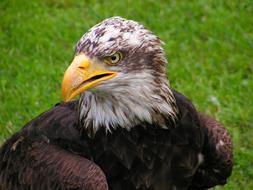 Bald Eagle Head