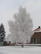 Tree Winter Hoarfrost