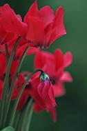 Red Cyclamen Flowers