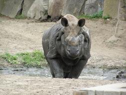 Rhino Zoo Fauna