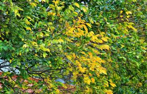 Yellowing Leaves Green