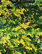 Yellowing Leaves Green