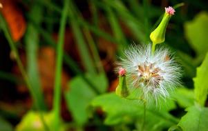 Dandelion Flower Of The Field