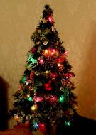 Christmas Tree Fir