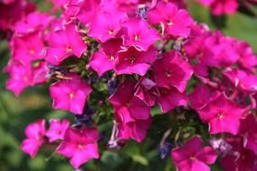 wondrous Phlox Flower Purple