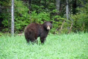 Brown Bear Canada National