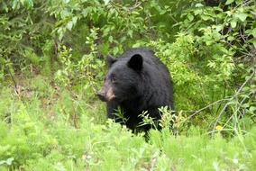 Brown Bear Canada National