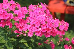 Close-up of the beautiful pink phlox flowers with green leaves