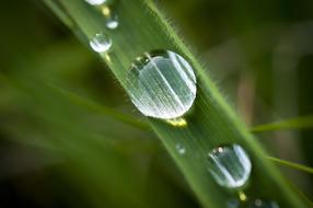 Dews on Grass Detail photo