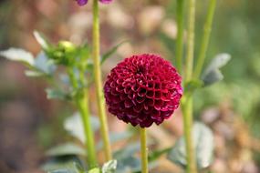 Dahlia Flower Vinous green leaves