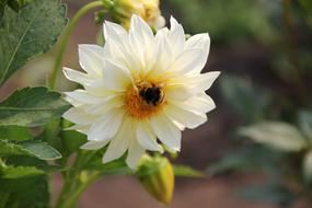 beautiful Dahlia Flower White green