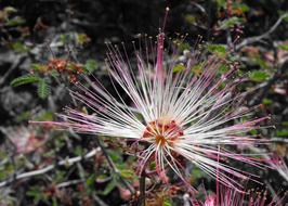 bud of tropical calliandra