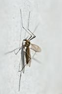 Mosquito Nephrotoma Appendiculata