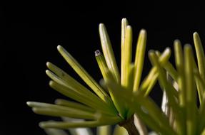 Needles Macro Dark Evergreen
