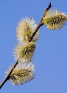 Willow Catkin Pasture Blossom blue sky