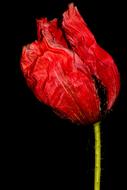 Poppy Flower black background