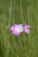 Flower Purple in the garden on a blurred background