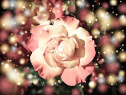 Rose Blossom Bloom greeting card