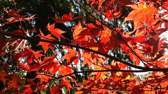 Autumn Acre