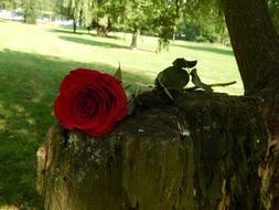 red rose on a tree stump in the park