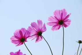 Autumn Cherry Pink flowers blooming