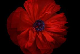 incredible beauty Poppy Flower red