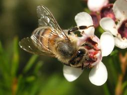 big bee on flowers in the garden on a blurred background