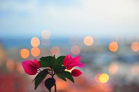 pink flowers on bokeh background