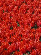 Red Flowers Tulips field