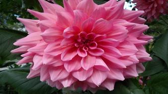 Close-up of the beautiful, pink, red and white, gradient Dahlia flower, among the green leaves