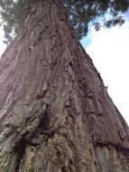 Redwood Sequoia Tall Tree trunk