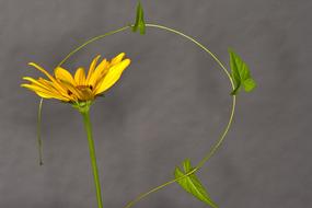 Close Up photo of yellow Flower Vetch