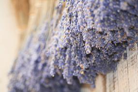 dried Lavender Provence Flowers